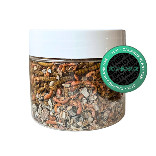 Mussels mix - GLM calanus plankton (SCARAB2)